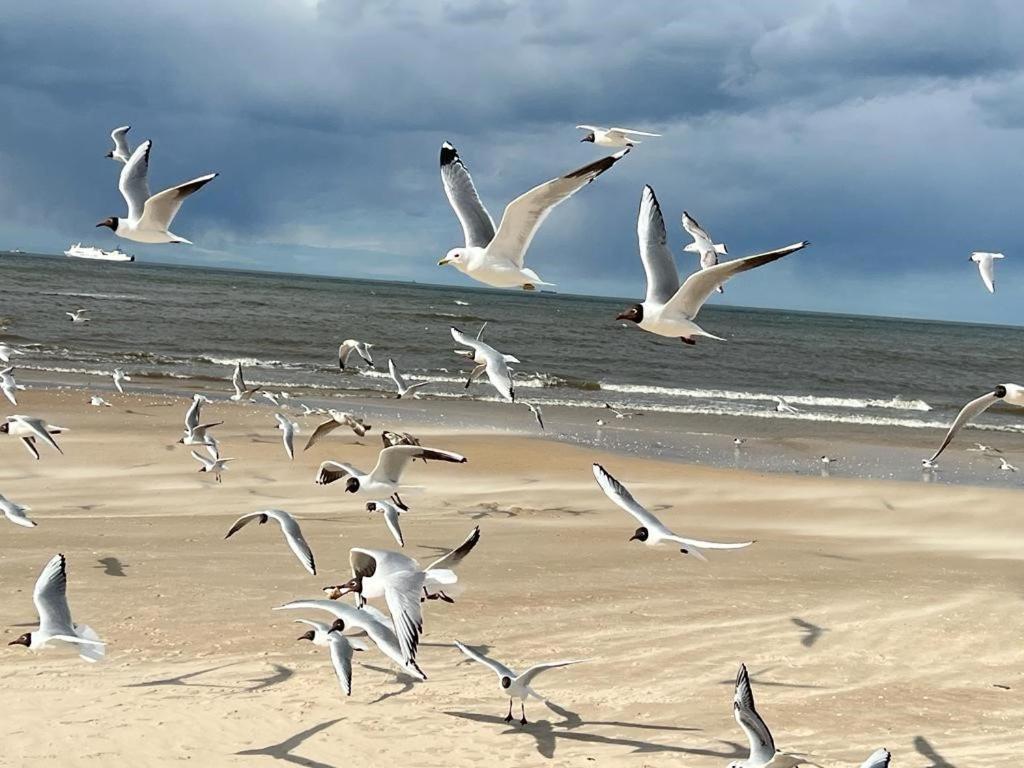 Apartamenty Swinoujscie - Kormoran Bagian luar foto